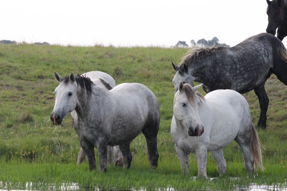 Pure bred percheron sport horses015.jpg